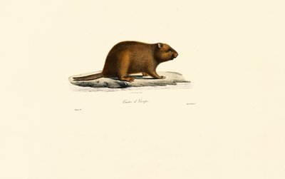 Europäischer Biber von Jacques Christophe Werner