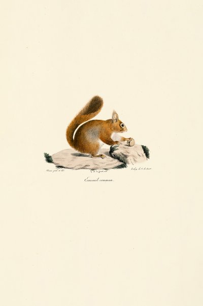 Europäisches Eichhörnchen von Jacques Christophe Werner