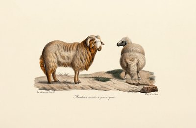 Fettschwanzschaf von Jacques Christophe Werner