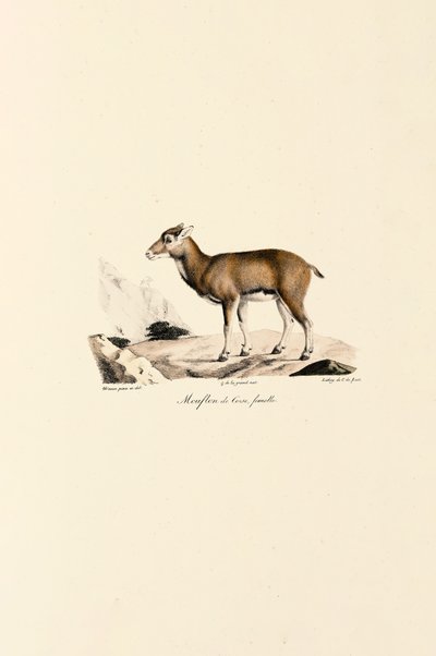 Weibliches Korsisches Mufflon von Jacques Christophe Werner