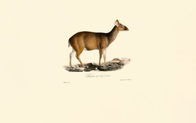 Weiblicher Indischer Muntjak (Biche du Cerf cochon) von Jacques Christophe Werner