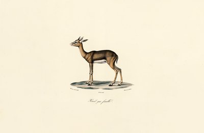 Grauer Riedbock (Weibchen) von Jacques Christophe Werner