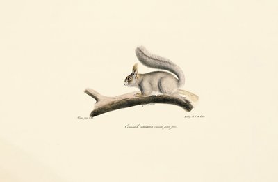 Grauhörnchen (Europäische Eichhörnchen Variante) von Jacques Christophe Werner