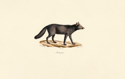 Graues Erdmännchen von Jacques Christophe Werner