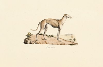 Windhund von Jacques Christophe Werner