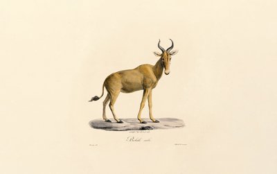 Hartebeest von Jacques Christophe Werner