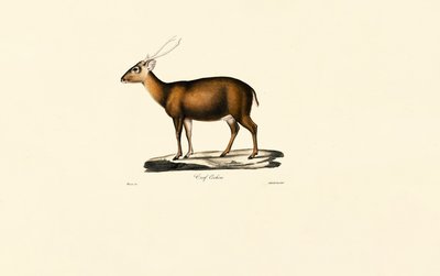 Indischer Muntjak (Cerf Cochon) von Jacques Christophe Werner
