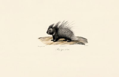 Italienisches Stachelschwein von Jacques Christophe Werner