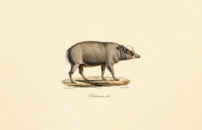 Männlicher Babirusa von Jacques Christophe Werner