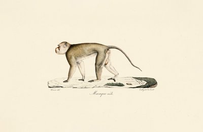 Männlicher Makake von Jacques Christophe Werner