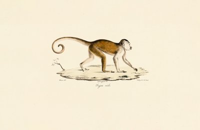 Männlicher Gehaubter Kapuziner von Jacques Christophe Werner