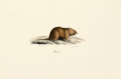 Mauswühlmaus (Sichermous) von Jacques Christophe Werner
