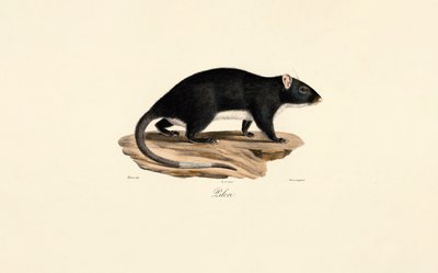 Bisamratte von Jacques Christophe Werner