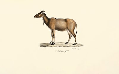 Nilgauantilope von Jacques Christophe Werner