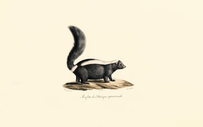 Nordamerikanisches Stinktier von Jacques Christophe Werner