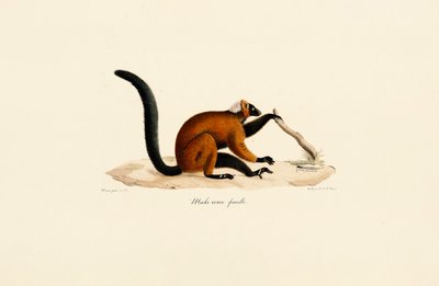 Rotstirnlemur von Jacques Christophe Werner