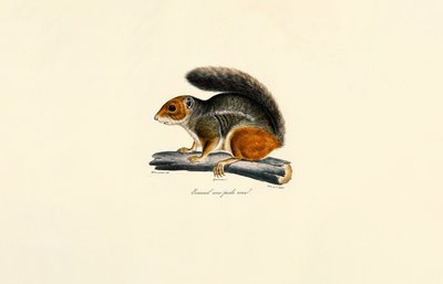 Rotstreifen-Chipmunk von Jacques Christophe Werner