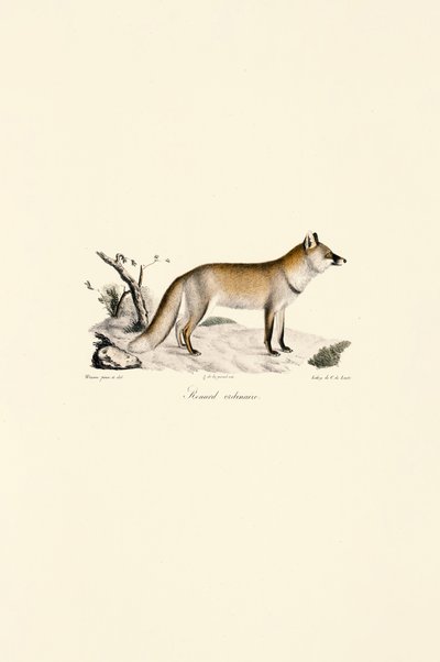 Rotfuchs (Vulpes vulpes) von Jacques Christophe Werner