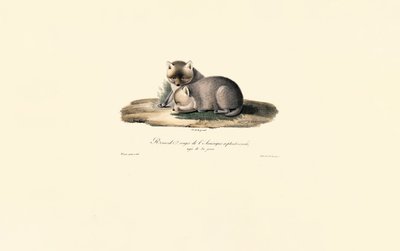 Rotfuchs mit Jungem von Jacques Christophe Werner