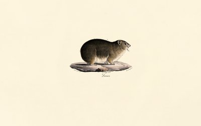 Klippschliefer von Jacques Christophe Werner
