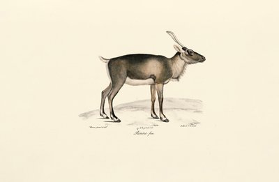 Sibirisches Moschustier von Jacques Christophe Werner