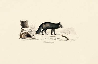 Silberfuchs von Jacques Christophe Werner