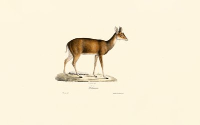 Sitatunga von Jacques Christophe Werner