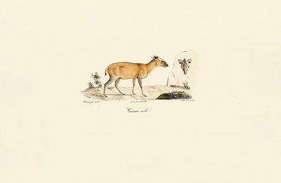 Südamerikanische Hirscharten von Jacques Christophe Werner