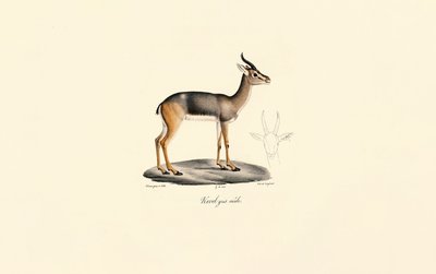 Südlicher Riedbock (Männlich) von Jacques Christophe Werner