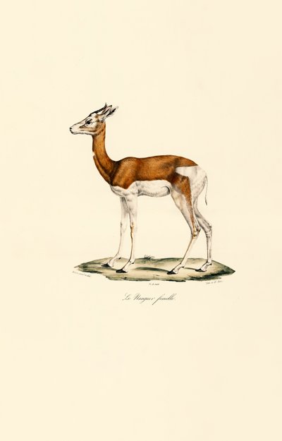 Springbock (Weiblich) von Jacques Christophe Werner