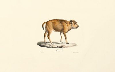 Takin von Jacques Christophe Werner