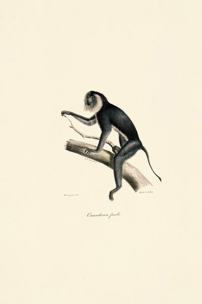 Weißschulter-Marmoset (weiblich) von Jacques Christophe Werner
