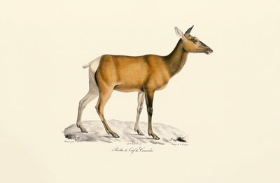 Weißwedelhirsch - Weiblich von Jacques Christophe Werner
