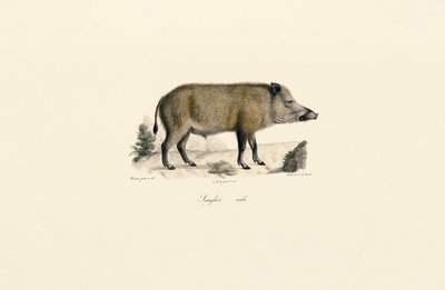 Wildschwein von Jacques Christophe Werner