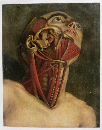 Querschnitt der rechten Hals- und Gesichtshälfte, ca. 1745 von Jacques Fabien Gautier d