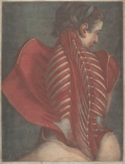 Der anatomische Engel oder Dissektion des Rückens einer Frau von Jacques Fabien Gautier dAgoty