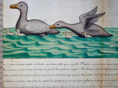Enten namens Ploplos, Magellanstraße, Aquarell aus dem Logbuch von Jacques Gouin de Beauchesne, Kapitän der Compagnie royale de la Mer du Sud, von 1698 bis 1701, Frankreich von Jacques Gouin de Beauchesne