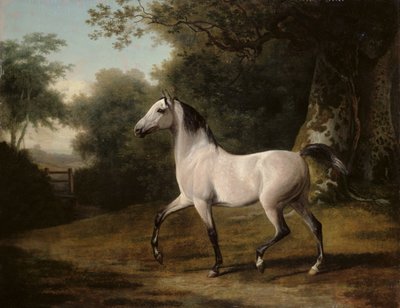 Ein grauer arabischer Hengst in einer bewaldeten Landschaft von Jacques Laurent Agasse