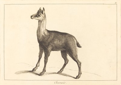 Gämse von Jacques Philippe Le Bas and Jean Eric Rehn after Jean Baptiste Oudry