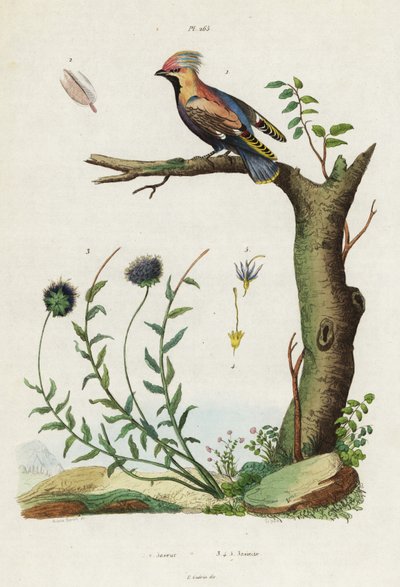 Seidenschwanz und Schafgarbe von Jacques Reyne Isidore Acarie Baron