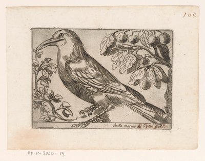 Vogel von Jacques de Fornazeris (possibly)