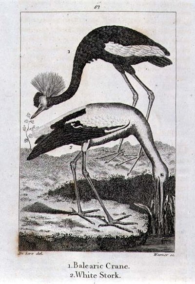 Der Balearenkranich und der Weißstorch, aus 