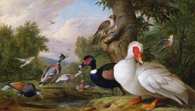 Verschiedene Enten an einem Teich von Jakob Bogdani or Bogdany