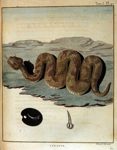 Schlange - in „Journey to Nubia and Abyssinia undertaken to discover the sources of the Nile during the years 1768 to 1772“, von James Bruce, Paris von James Bruce