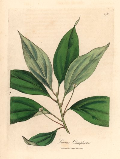 Kampferbaum, aus einer botanischen Illustration von James Sowerby aus William Woodville und Sir William Jackson Hooker