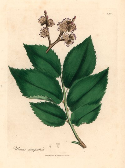 Gemeine Ulme, Ulmus campestris, aus einer botanischen Illustration von James Sowerby aus William Woodville und Sir William Jackson Hooker