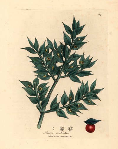 Grün blühender Mäusedorn, Ruscus aculeatus, aus einer botanischen Illustration von James Sowerby aus William Woodville und Sir William Jackson Hooker