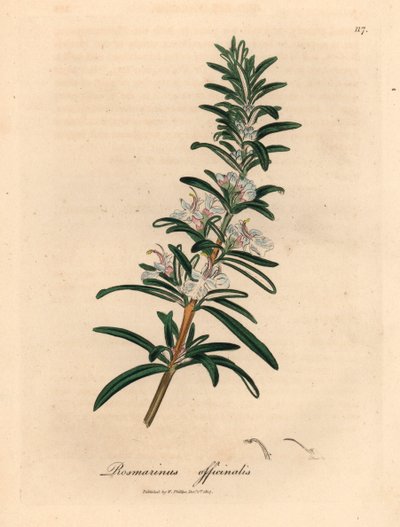 Hellblauer blühender Rosmarin, Rosmarinus officinalis, aus einer botanischen Illustration von James Sowerby aus William Woodville und Sir William Jackson Hooker