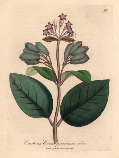 Lila blühender roter peruanischer Rindenbaum, Cinchona cortex peruvianus ruber, aus einer botanischen Illustration von James Sowerby aus William Woodville und Sir William Jackson Hooker