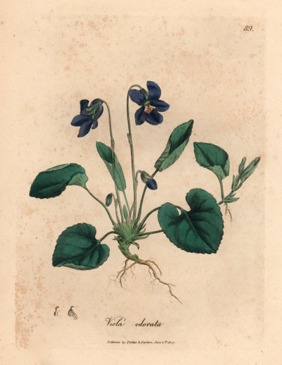 Violett blühendes Duftveilchen, Viola odorata, aus einer botanischen Illustration von James Sowerby aus William Woodville und Sir William Jackson Hooker